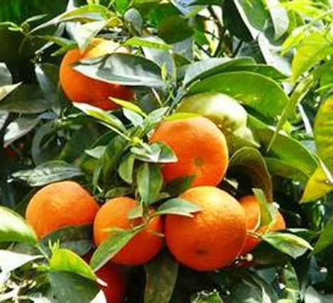 Citrus × sinensis 'Lane's Late Navel' (Lane's Late Navel Orange)