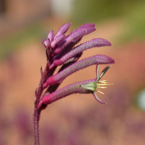 Anigozanthos Hybrid 'Bush Merlot' (Bush Merlot Kangaroo Paw)