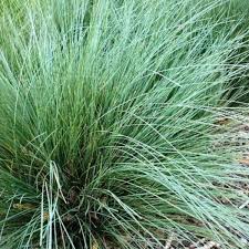 Lomandra Confertifolia 'Pallida' ('Sprilomjan') Trojan™ (Trojan™ Lomandra)