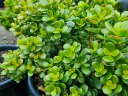 Crassula ovata 'Minima' (Dwarf Jade Plant)