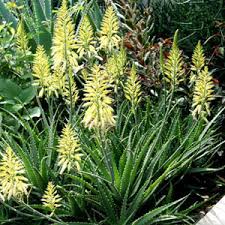 Aloe Hybrid ‘LEO 4520A’ (Bush Baby Yellow™ Aloe)