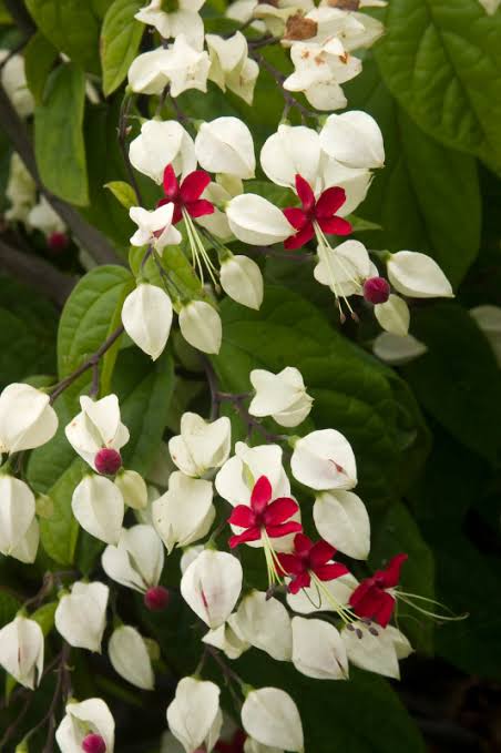 Clerodendrum thomsoniae (Bleeding Heart Vine)