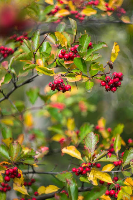 Crataegus phaenopyrum (Washington Hawthorn)