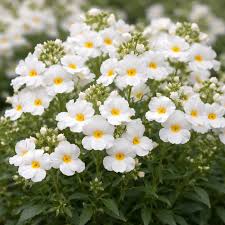 Nemesia Spp. (White Nemesia)