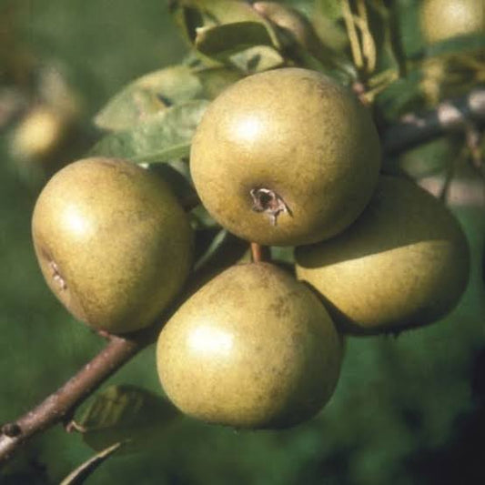 Pyrus Communis 'Josephine De Malines' (Josephine De Malines Pear)