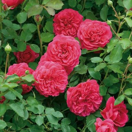 Rosa 'Sir John Betjeman' (Sir John Betjeman English Rose)