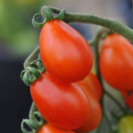 Solanum Lycopersicum (Red Fig Tomato)