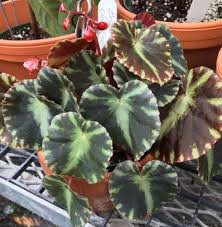 Begonia ‘Cleopatra’ (Cleopatra Begonia)