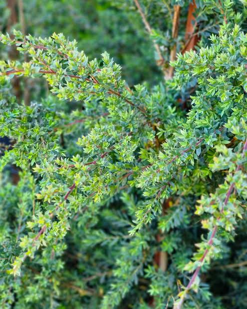 Leptospermum lanigerum ‘Seclusion’ (Seclusion Woolly Tea Tree)