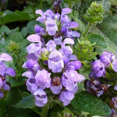 Prunella Grandiflora 'Purple Loveliness' (Purple Loveliness Self-Heal)