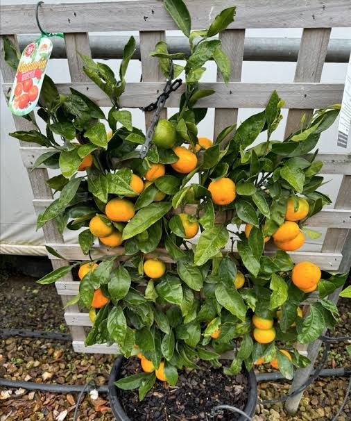 Citrus reticulata ‘Imperial’ (Imperial Mandarin Espalier)
