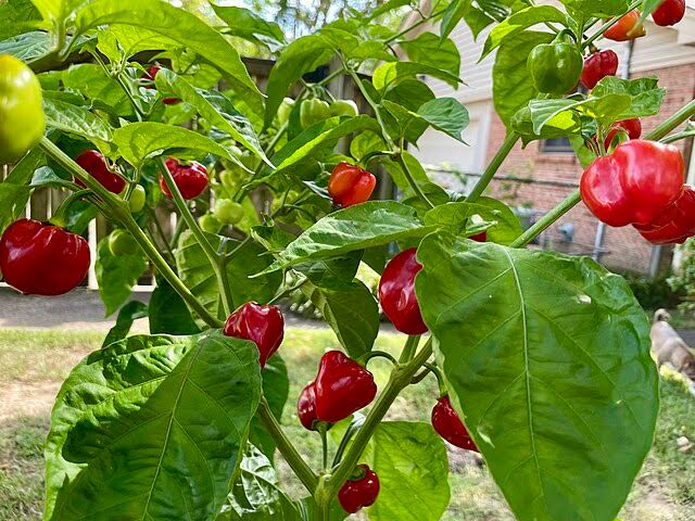 Capsicum Chinense (Red Habanero Chilli)