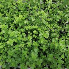 Thymus vulgaris 'Pizza' (Pizza Thyme)