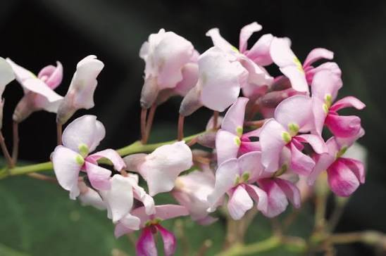 Hardenbergia Violacea 'Pink Spray' (Pink Spray Happy Wanderer)