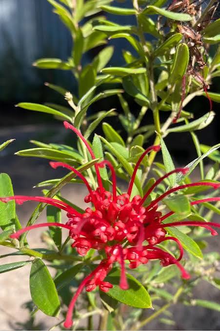 Grevillea oleoides (Red Spider Grevillea)