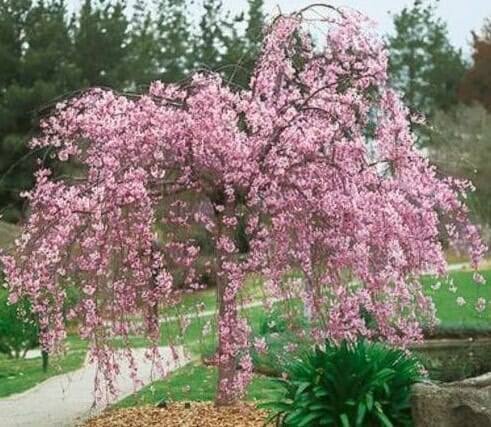 Prunus × subhirtella 'Pendula Rosea' Standard (Weeping Pink Cherry Standard)