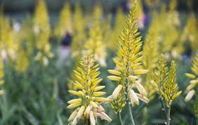 Aloe Hybrid ‘LEO 4520A’ (Bush Baby Yellow™ Aloe)