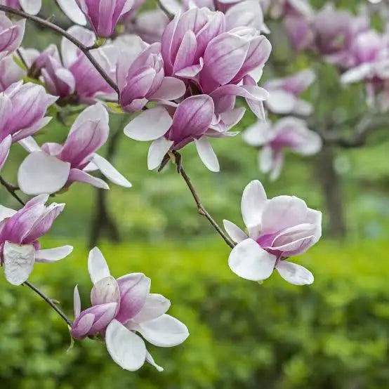 Magnolia × soulangeana (Saucer Magnolia)