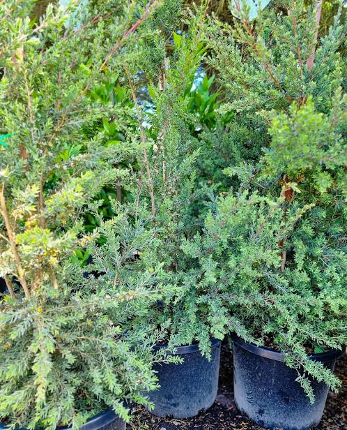 Leptospermum lanigerum ‘Seclusion’ (Seclusion Woolly Tea Tree)