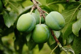 Prunus domestica ‘Greengage’ (Dwarf Greengage Plum)