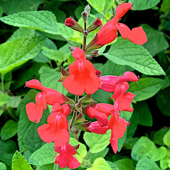 Salvia 'Josh' (Josh Sage)