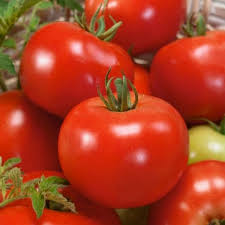 Lycopersicon Esculentum (Red Russian Tomato)