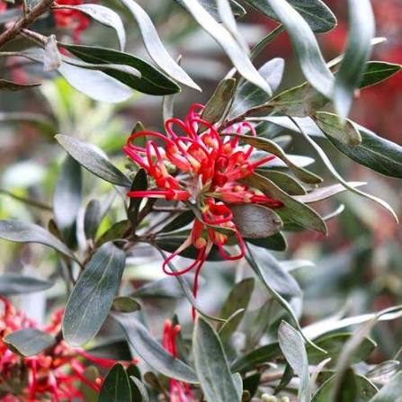 Grevillea olivacea ‘Red’ (Red Wide Leaf Olive Grevillea)