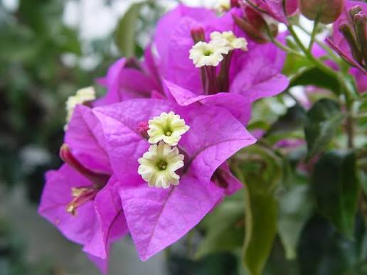 Bougainvillea Glabra (Bougainvillea Standard)