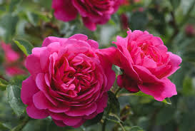 Rosa 'Sir John Betjeman' (Sir John Betjeman English Rose)