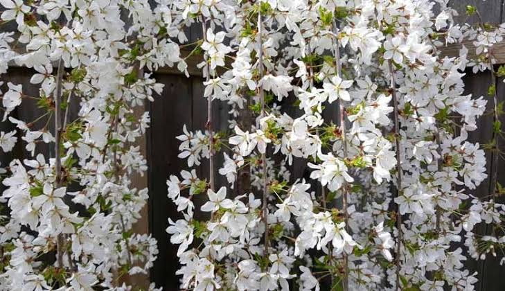 Prunus × subhirtella 'Snofozam' (Snow Fountains® Weeping Cherry)