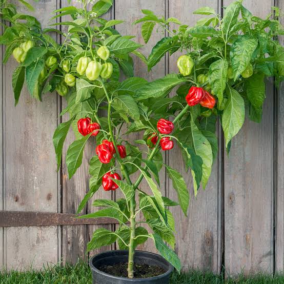 Capsicum Chinense (Red Habanero Chilli)