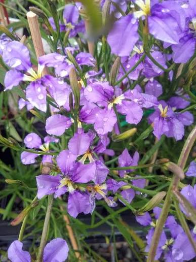 Dampiera trigona ‘Pink’ (Pink Dampiera)