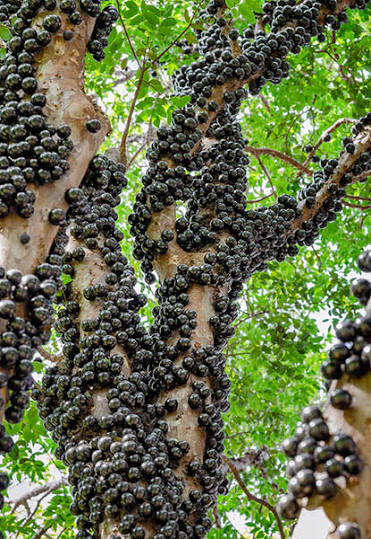Myrciaria Cauliflora (Jaboticaba)