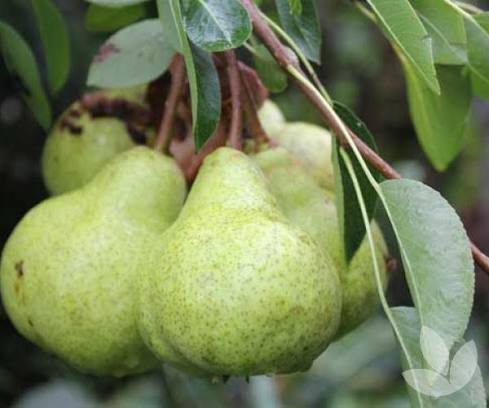 Pyrus Communis 'Packham's Triumph' (Packham's Triumph Pear)