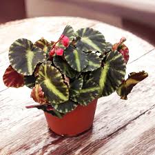 Begonia ‘Cleopatra’ (Cleopatra Begonia)