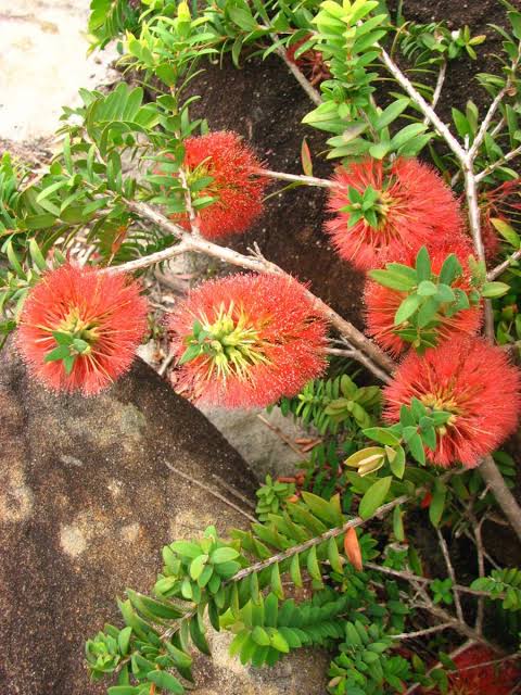 Melaleuca hypericifolia ‘Ulladulla Beacon’ (Ulladulla Beacon Honey Myrtle)