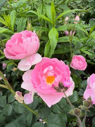 Rosa 'Skylark' (Skylark English Rose)