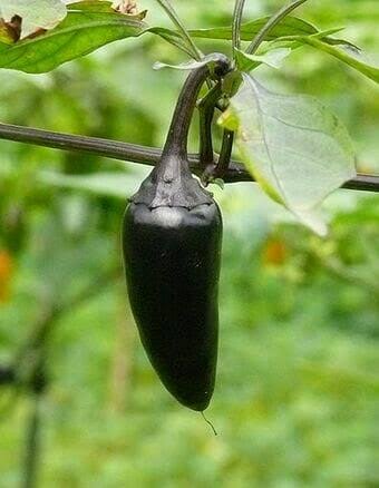 Capsicum Annuum (Hungarian Black Chilli)