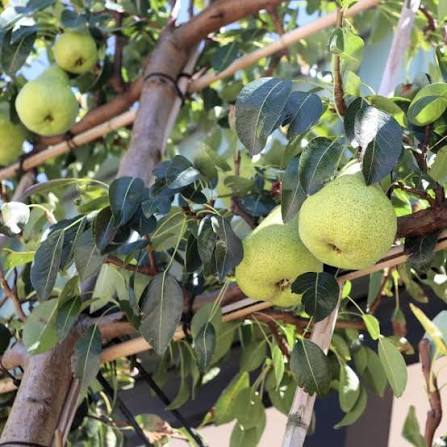 Pyrus Communis 'Packham's Triumph' (Packham's Triumph Pear)