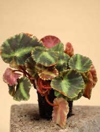 Begonia ‘Cleopatra’ (Cleopatra Begonia)
