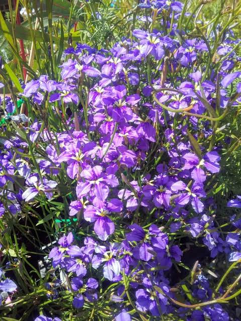 Dampiera trigona ‘Pink’ (Pink Dampiera)