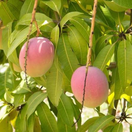 Mangifera indica (Seed-Grown Bowen Mango)
