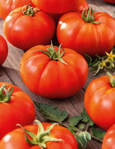 Lycopersicon Esculentum (Red Russian Tomato)