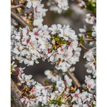 Prunus × subhirtella 'Snofozam' (Snow Fountains® Weeping Cherry)