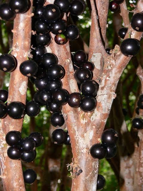 Myrciaria Cauliflora (Jaboticaba)