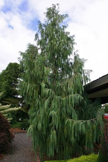 Cupressus cashmeriana (Kashmir Cypress)