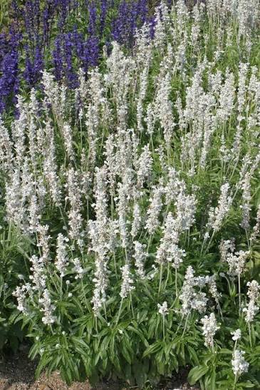 Salvia Farinacea 'Victoria White' (Victoria White Mealycup Sage)
