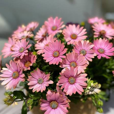 Osteospermum 'Serenity Rose Surprise' (Serenity Rose Surprise African Daisy)
