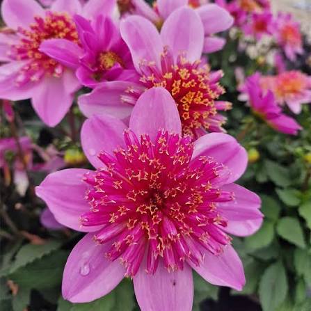 Dahlia 'Starburst Pink' (Starburst Pink Dahlia)