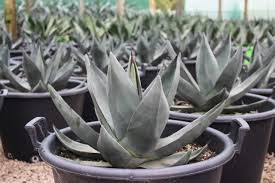 Agave 'Sharkskin' (Sharkskin Agave)